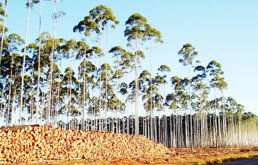 Valor de produção florestal do Brasil atinge R$ 33,7 bilhões