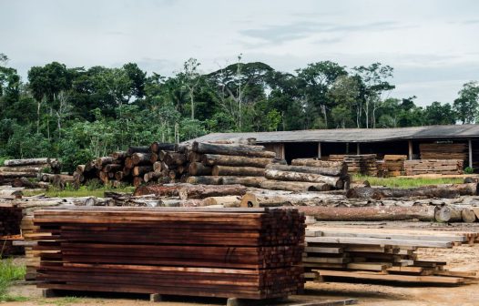 País bate recorde na produção de madeira em tora de florestas plantadas