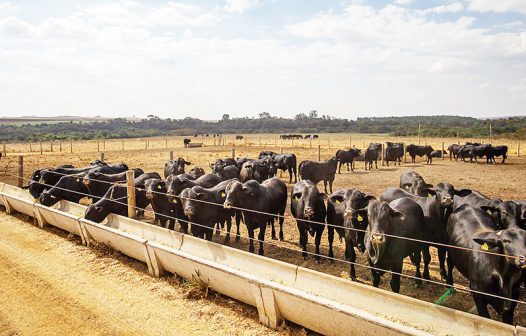 Pecuária brasileira colecionou recordes em 2022