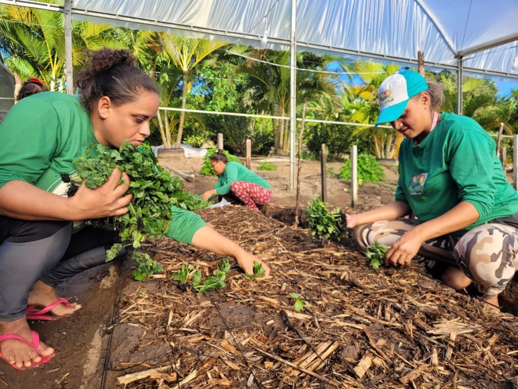 Reforma tributária provocará impactos negativos para a floricultura nacional