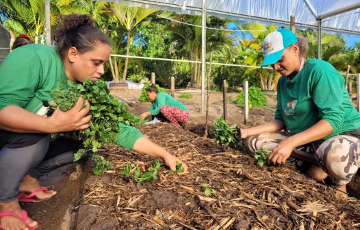 Reforma tributária provocará impactos negativos para a floricultura nacional