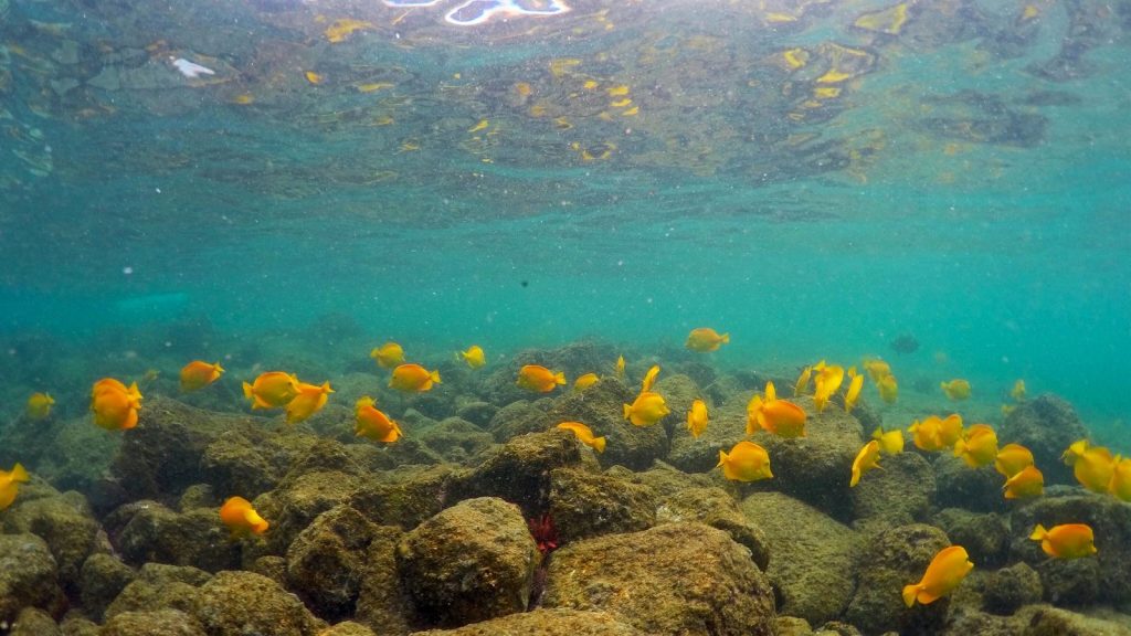 Mudanças climáticas causam perda do hábitat dos grandes peixes