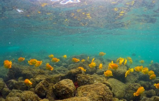 Mudanças climáticas causam perda do hábitat dos grandes peixes