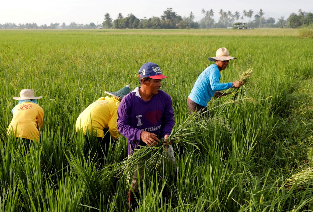 Bayer vai introduzir sistema de semeadura direta de arroz