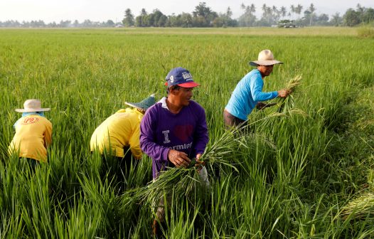 Bayer vai introduzir sistema de semeadura direta de arroz