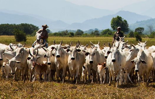 Brasil reduz emissões de gases estufa em 8%, mas taxa é uma das mais altas da última década