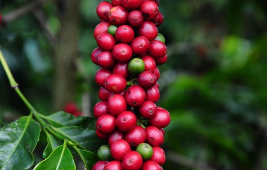 Taxa de desmatamento no Cerrado segue estável, mas área perdida é superior à da Amazônia