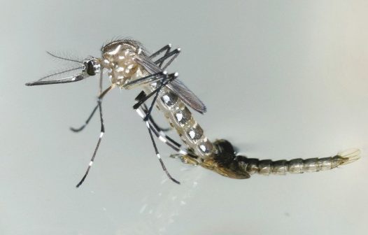 OMS alerta que mudança climática torna dengue uma ameaça para a saúde global