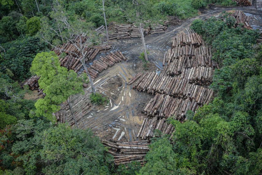 Desmatamento na Amazônia registra maior queda do ano em novembro