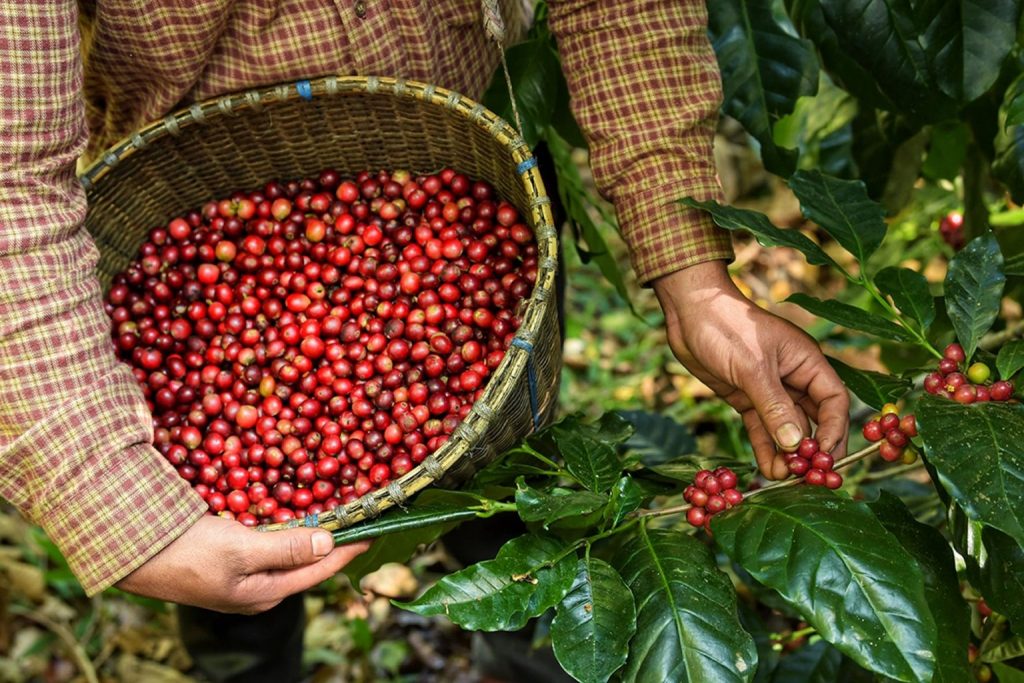 Produção de café na safra 2024 deve crescer 5,5%, diz Conab