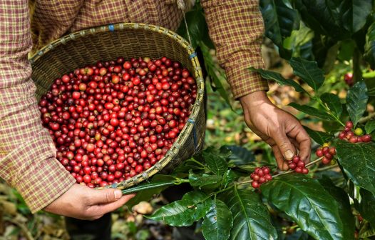 Produção de café na safra 2024 deve crescer 5,5%, diz Conab