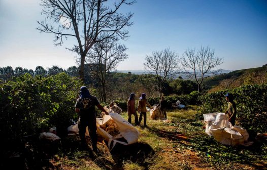 Starbucks é acusada de abusos trabalhistas no fornecimento de café