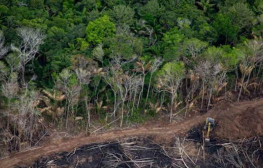 Amazônia corre risco de entrar em colapso em 2050