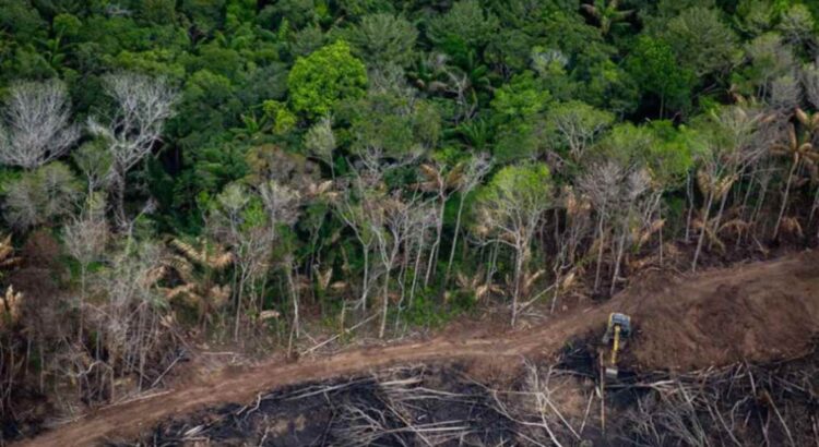 Amazônia corre risco de entrar em colapso em 2050