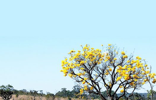 Relatório do Fórum Econômico Mundial mostra que Cerrado pode gerar US$ 72 bilhões por ano