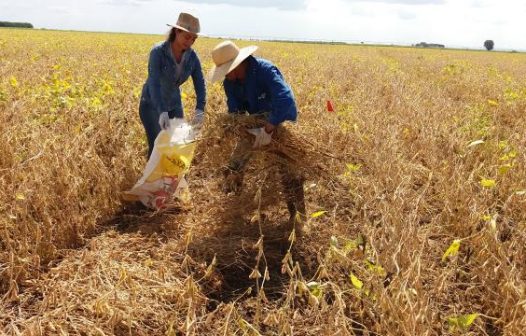 Colheita de soja atinge 21% da área no Brasil