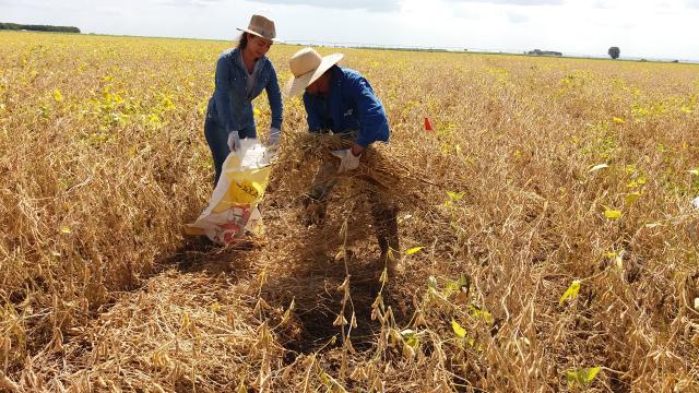 Colheita de soja atinge 21% da área no Brasil