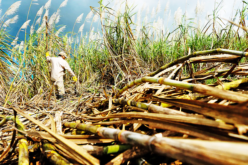 Lucro da Adecoagro chegou a US$ 82,209 milhões no quarto trimestre