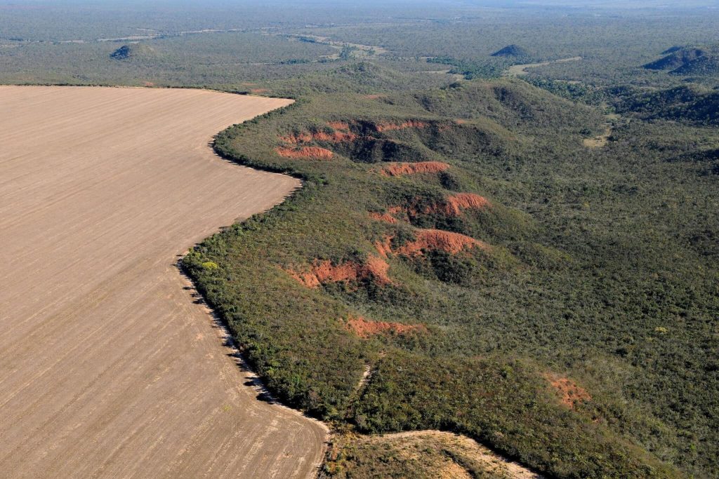 Cerrado perde em janeiro área equivalente à de Maceió