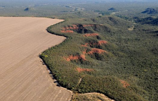 Cerrado perde em janeiro área equivalente à de Maceió