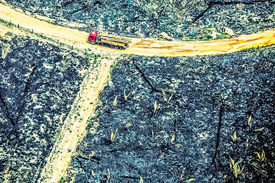 Mau uso da floresta compromete a vida no planeta