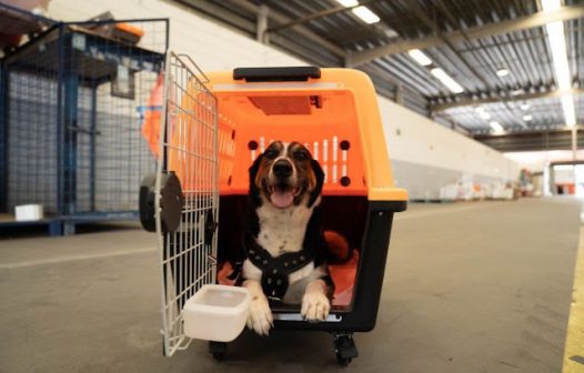 Gol suspende transporte de pets em porão das aeronaves após morte de cachorro