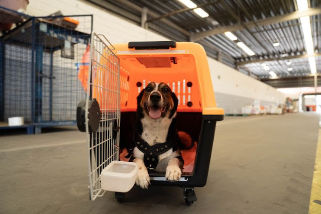 Gol suspende transporte de pets em porão das aeronaves após morte de cachorro