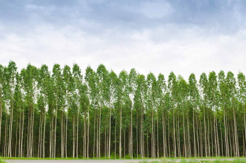 Brasil precisa recuperar 25 milhões de hectares de vegetação nativa