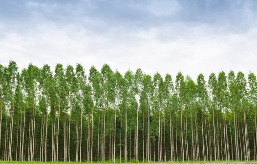 Brasil precisa recuperar 25 milhões de hectares de vegetação nativa