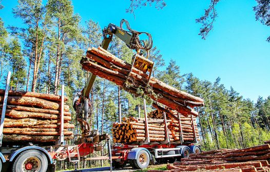 Câmara pode dispensar licença ambiental de plantações de eucalipto