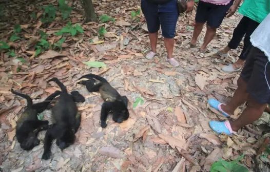 Dezenas de macacos caem mortos de árvores devido ao calor