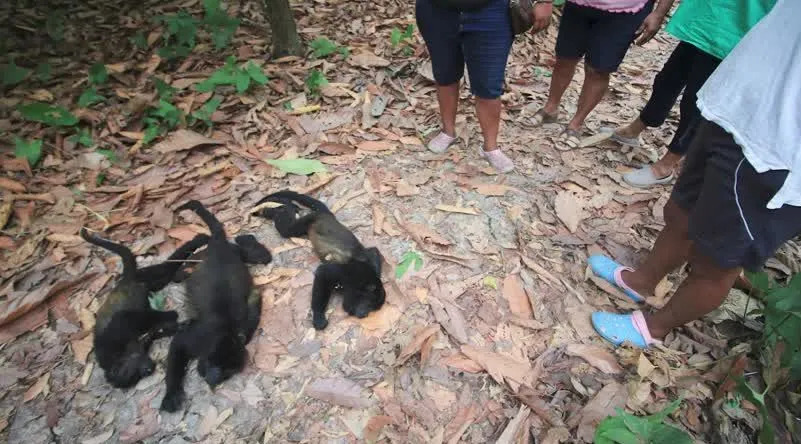 Dezenas de macacos caem mortos de árvores devido ao calor