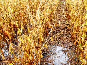 Chuva interrompe colheita da safra no RS e prejudica soja, arroz e feijão