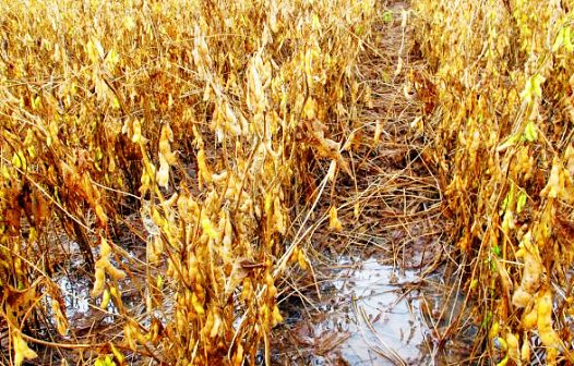 Chuva interrompe colheita da safra no RS e prejudica soja, arroz e feijão