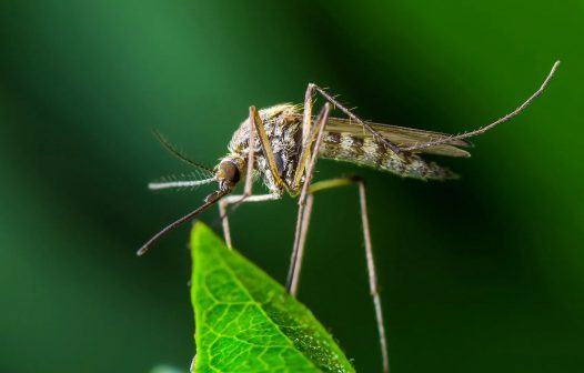 Cientistas confirmam circulação de vírus mayaro em humanos em Roraima