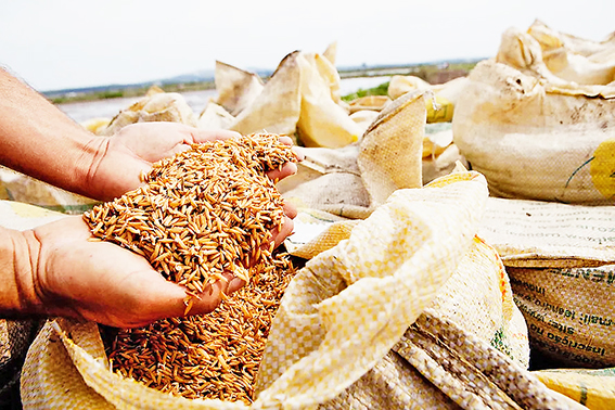 Governo autoriza Conab a comprar até 300 mil toneladas de arroz