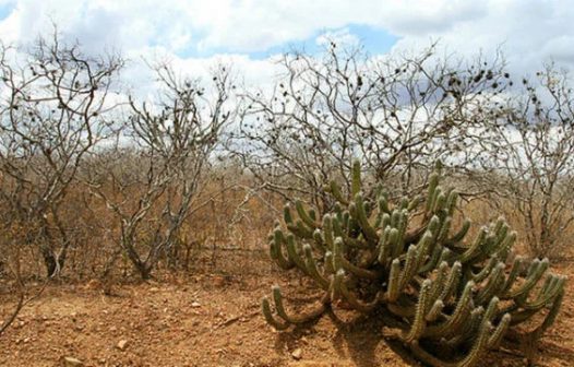 Governo vai criar 12 unidades de conservação na Caatinga