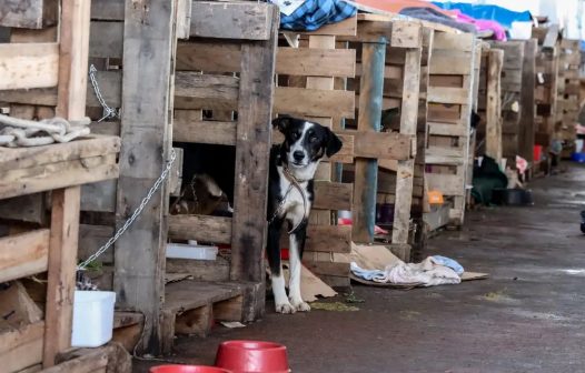 Rio Grande do Sul lança plano de ajuda a animais