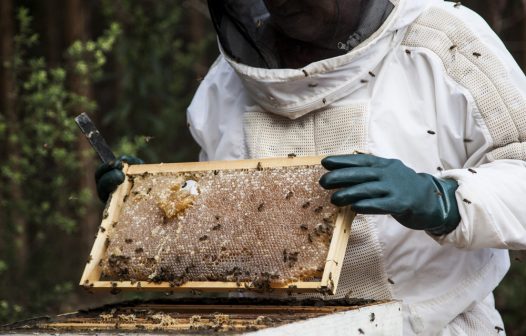 Rio Grande do Sul contabiliza perda de 17 mil colmeias