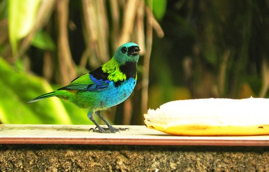 Mais da metade das cidades está em áreas de Mata Atlântica