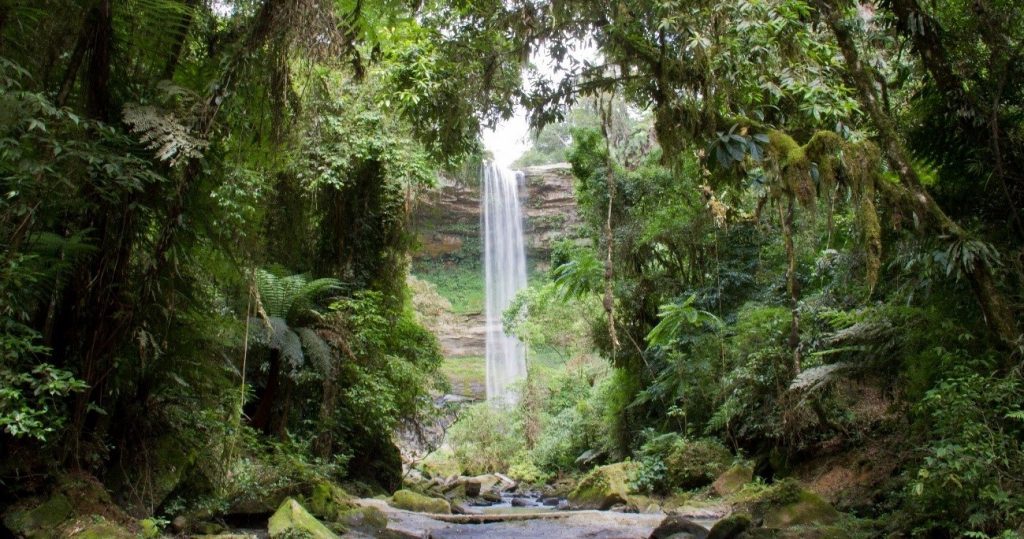 Brasil detém só 18% de patentes sobre flora endêmica da Mata Atlântica