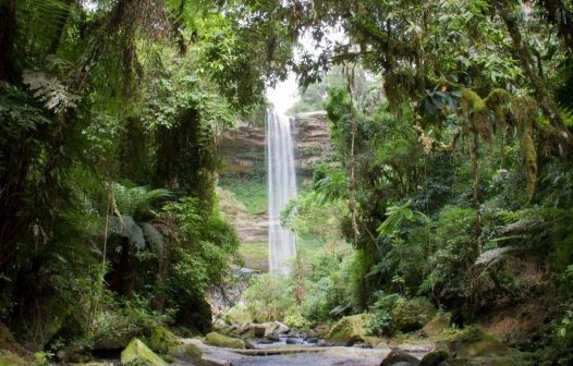 Brasil detém só 18% de patentes sobre flora endêmica da Mata Atlântica