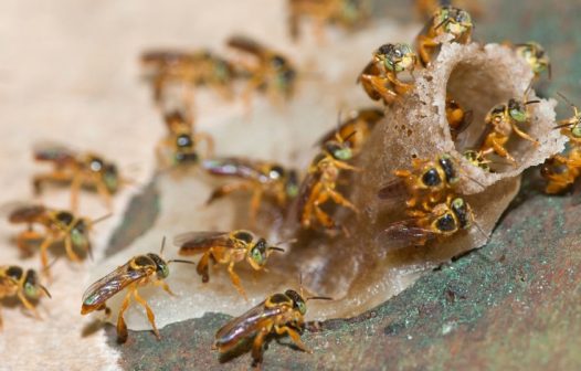 Criação de abelhas sem ferrão ajuda pequenos produtores