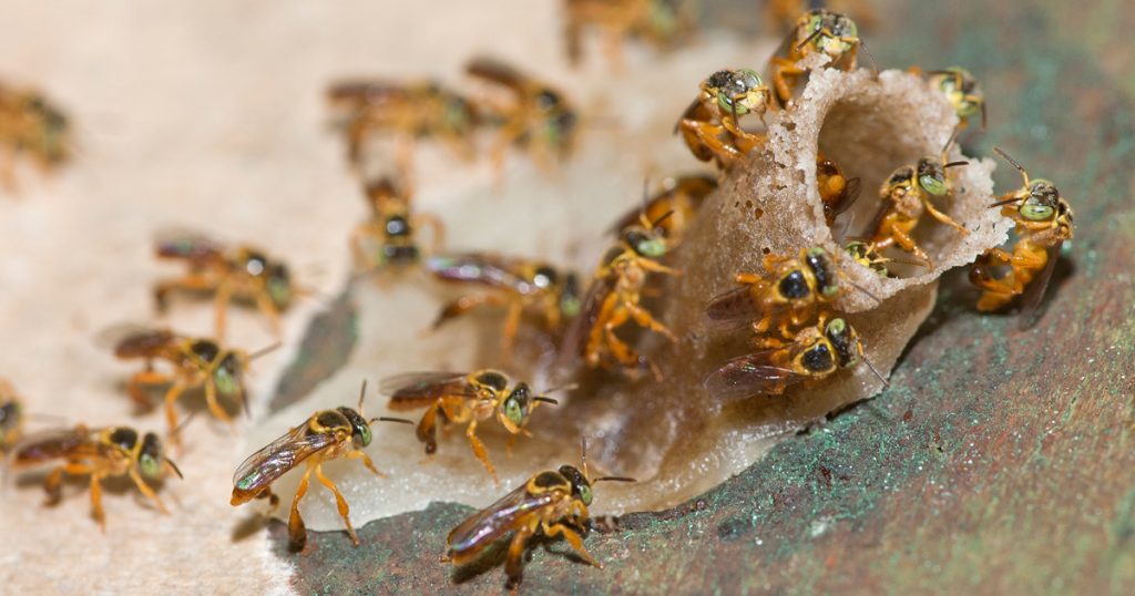 Criação de abelhas sem ferrão ajuda pequenos produtores