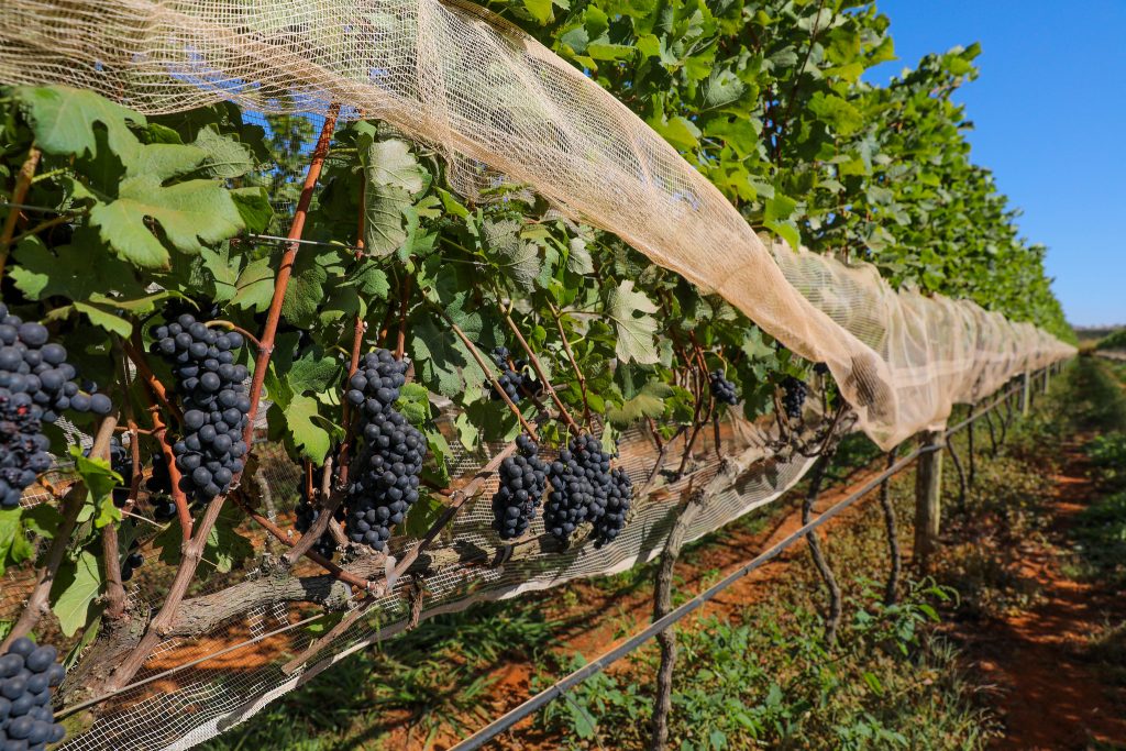 Distrito Federal sediará primeira edição de feira nacional de vinhos