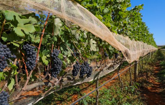 Distrito Federal sediará primeira edição de feira nacional de vinhos