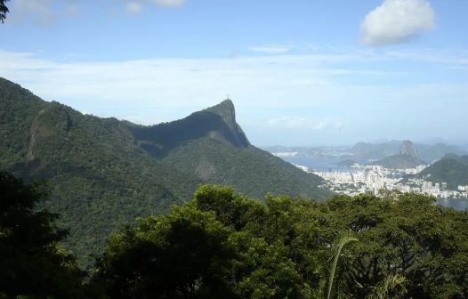 Só 6,9% das áreas urbanas do país são cobertas por vegetação