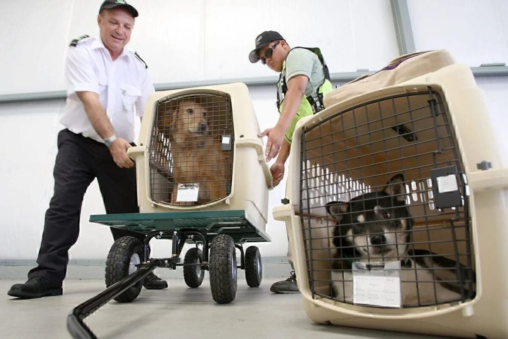 Comissão do governo vai definir regras para transporte aéreo de pets