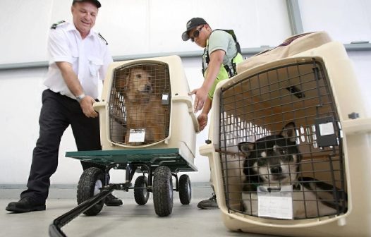 Comissão do governo vai definir regras para transporte aéreo de pets