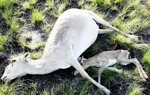 Fenômenos naturais põem em risco de extinção quase quatro mil espécies